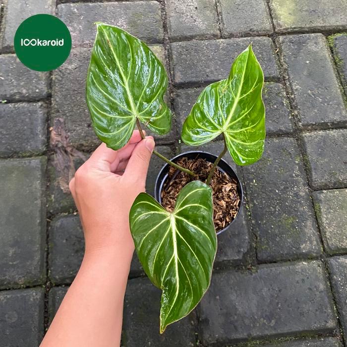Tanaman Hias Philodendron Gloriosum Dark Form