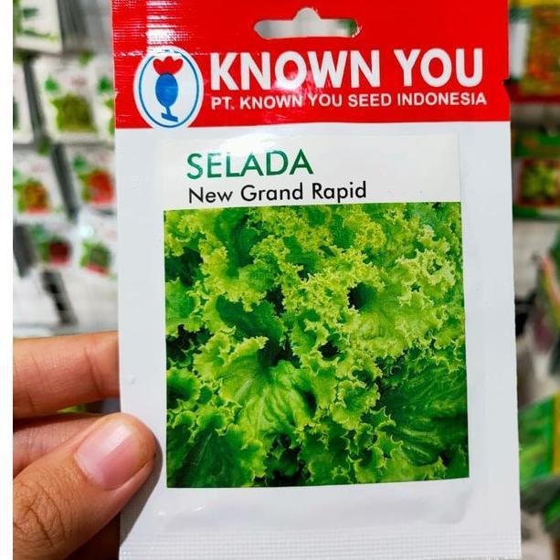 KYS - benih SELADA HIJAU NEW GRAND RAPID isi 5 gram - benih selada