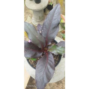 Tanaman hias anthurium hokeri hitam