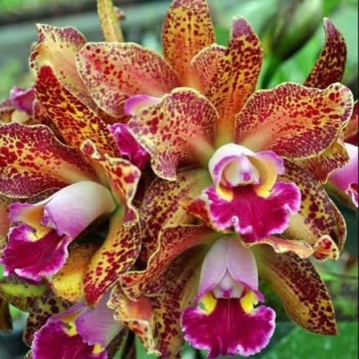 Anggrek Cattleya Waianae Leopard