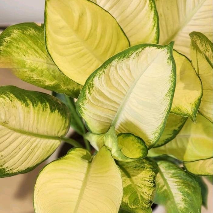 tanaman hias sri rejeki/blanceng +pot geraba