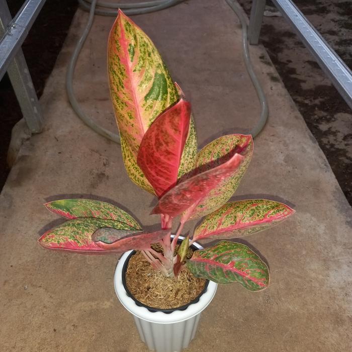 Tanaman hias aglaonema / aglonema kendedes