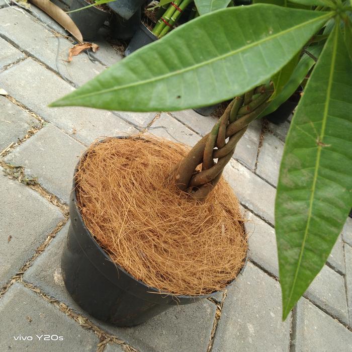 TANAMAN HIAS pachira kepang 5 / pachira aquatica / money tree