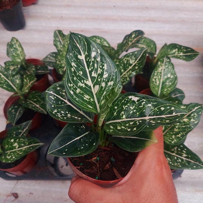 Aglonema Siti Nurhaliza