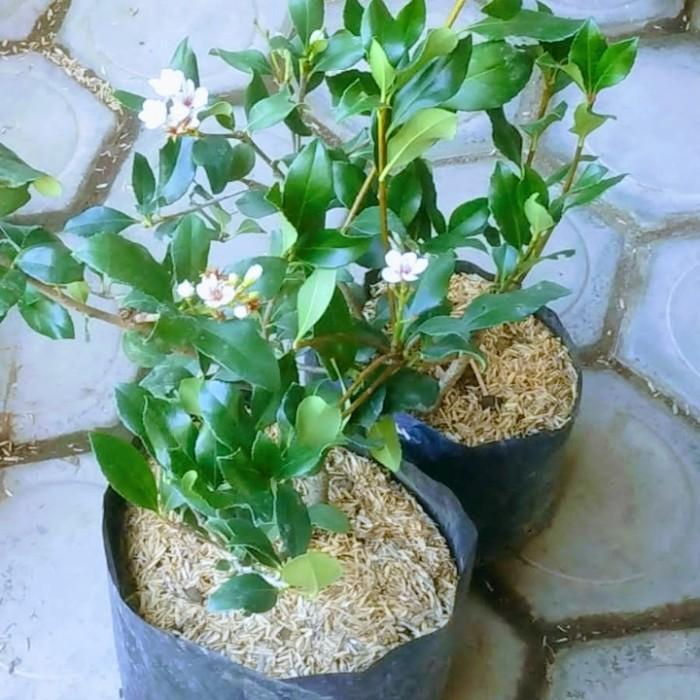 Bibit Tanaman Sweet Osmanthus - Neew