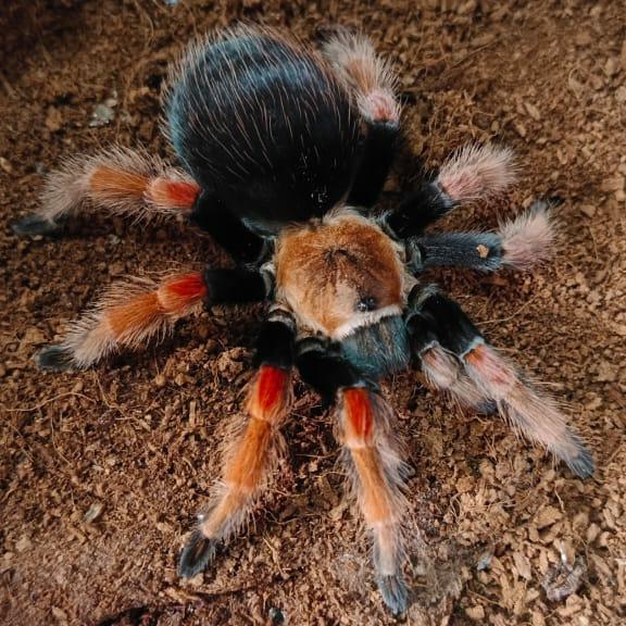 Tarantula Brachypelma Boehmei Betina Garansi - 10-12cm Real Size dengan Jangkrik