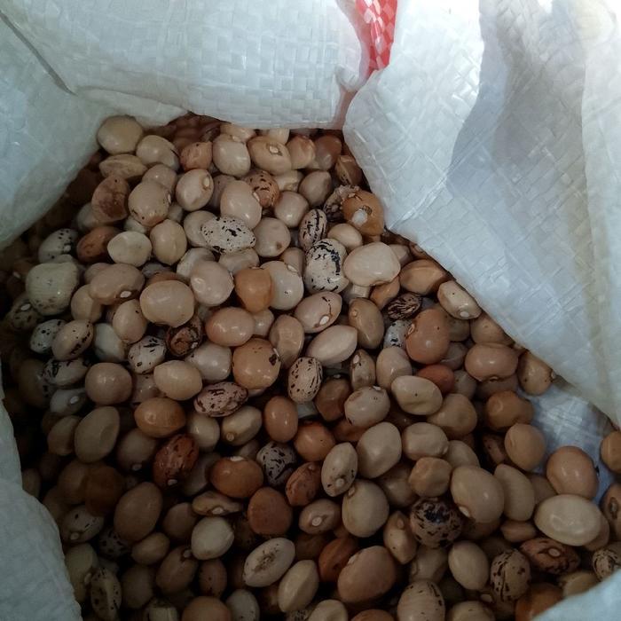 HEMAT Kacang Koro Mentah Merah dan Putih