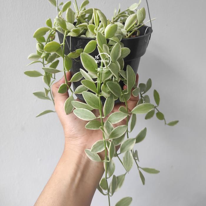 Dischidia Cascade / Dischidia kuaci