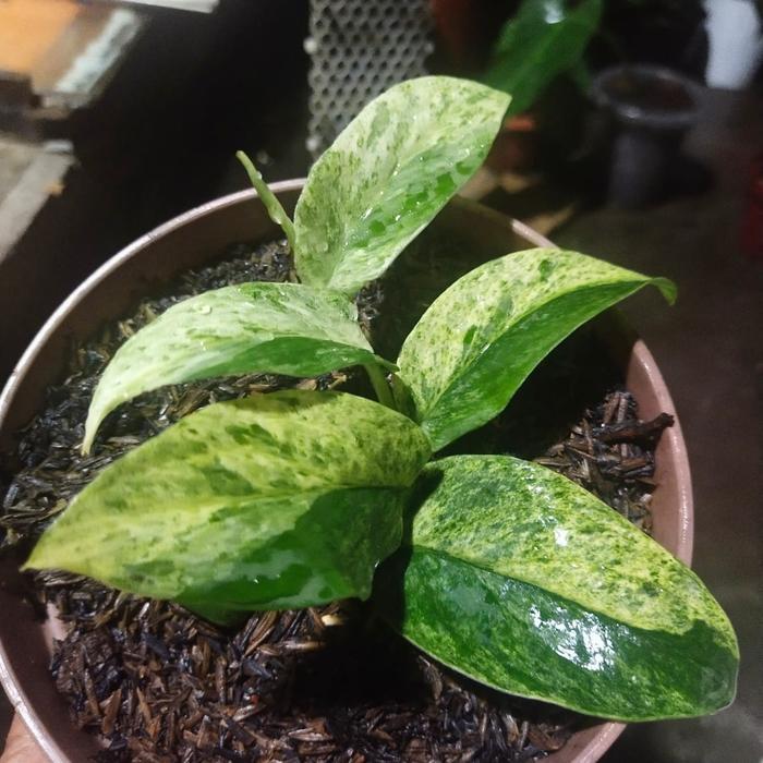 raphidophora korstalsii varigata housplant ornametal plant aroid