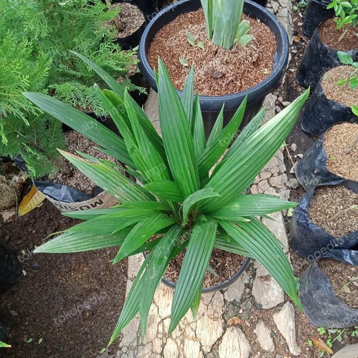 tanaman pohon palem pinang merah