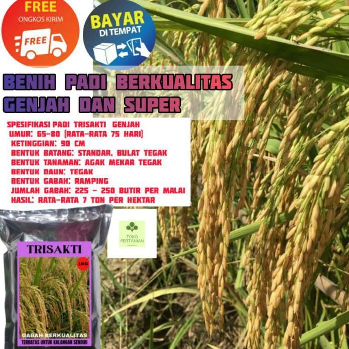 TRISAKTI Benih padi 1kg berkualitas SUPER GENJAH..