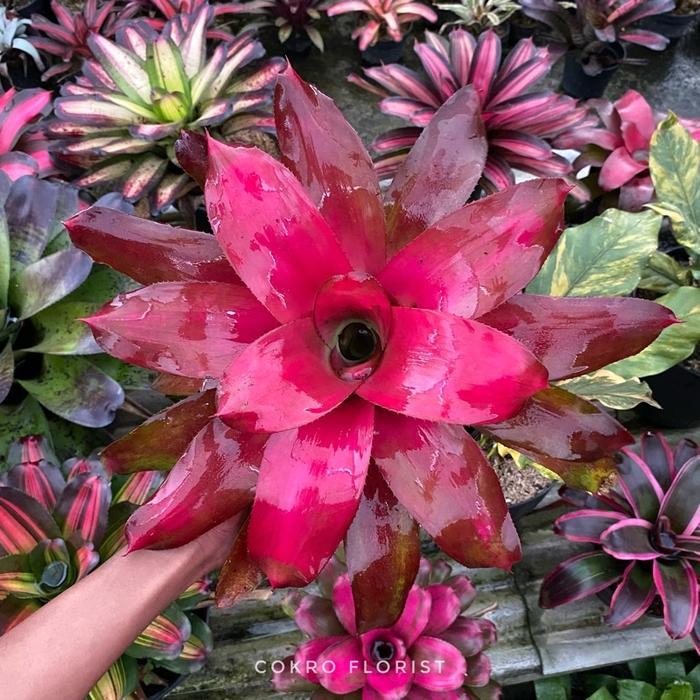 Tanaman Hias Bromelia Neo Lila Menor - Cokro Florist