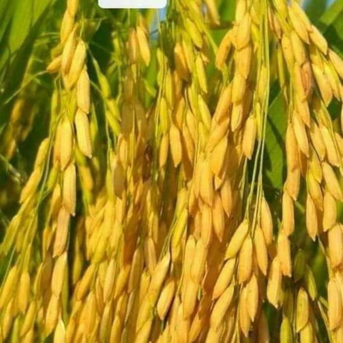 BENIH PADI MR 219 , BIBIT PADI MR 219 5KG TAHAN REBAH