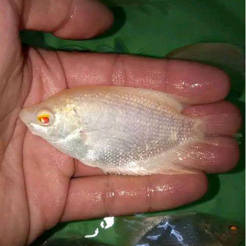 GURAME ALBINO MATA MERAH THALIAND IMPORT