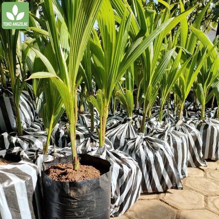 BIBIT KELAPA PANDAN WANGI IMPORT THAILAND