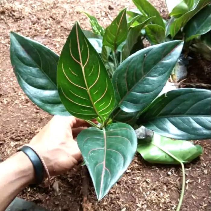 Tanaman hias aglonema rotundum - aglaonema rotundum