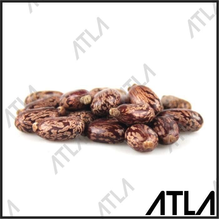 Benih Jarak Kepyar 1 Kg Biji Bibit Tanaman Daun Obat Herbal 1Kg