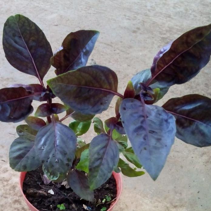 Ready Tanaman Basil Ungu Pohon Basil Ungu