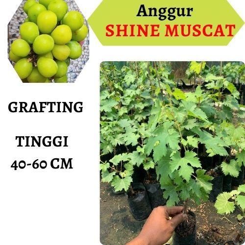 BENIH BIBIT ANGGUR SHINEMUSCAT