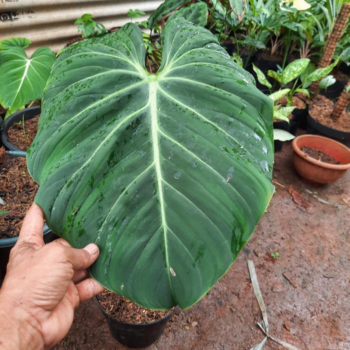 POHON PHILLODENDRON GLORIOSUM 1 DAUN
