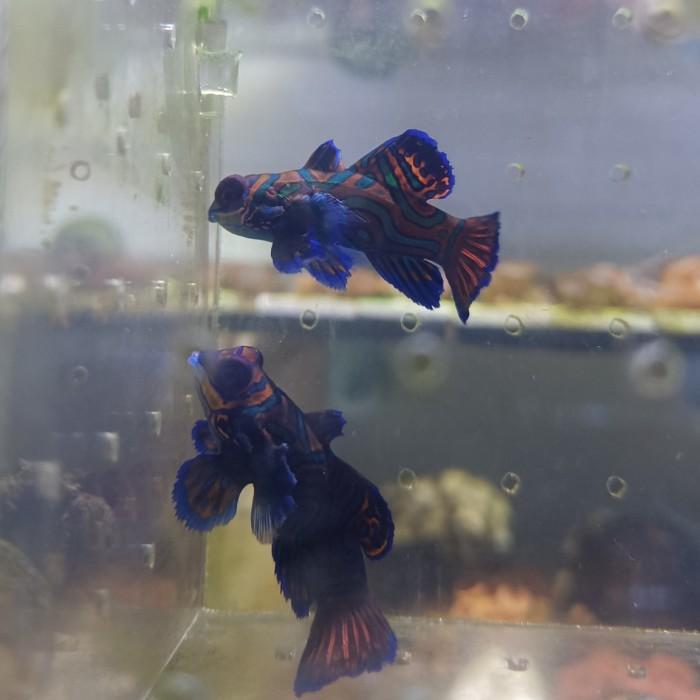ikan mandarin asli dragonet fish aquarium lautt