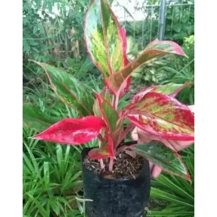 tanaman hias aglo/aglonema lipstik/aglonema -Bunga Hidup-Tanaman