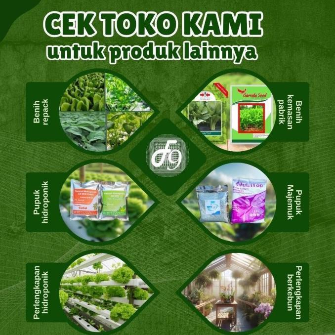 Benih bibit Jagung manis bonanza panah merah 200 biji