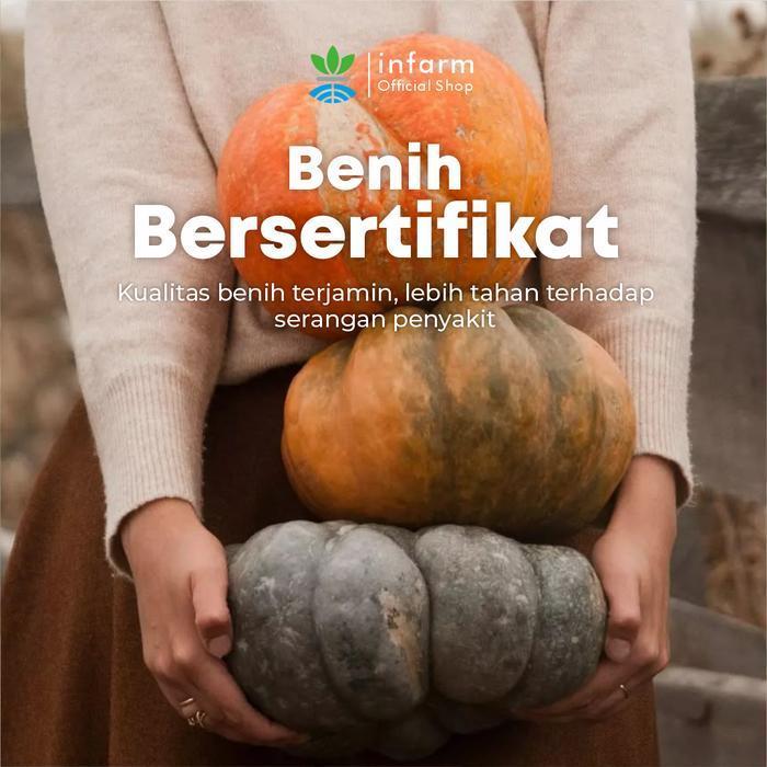 INFARM - Benih Buah Labu Butterpump, Benih Unggul Labu Kuning Bibit Super Labu Kuning Bibit Labu