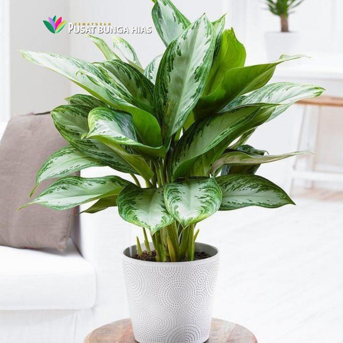 tanaman hias dieffenbachia blanceng / tanaman sri rejeki rimbun + pot