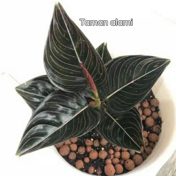 tanaman hias aglonema rotundum aceh - aglonema rotundum aceh