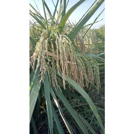 ORIGINAL BENIH PADI VR46 (BENIH PADI GALUR DAN MEMPUNYAI