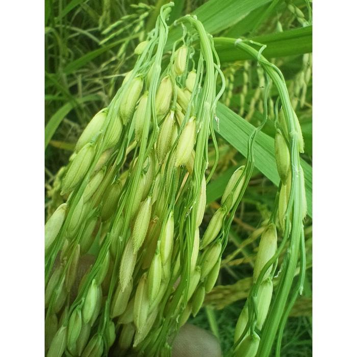 Benih Padi Unggul Inpari Digdaya Kemasan 5 kg