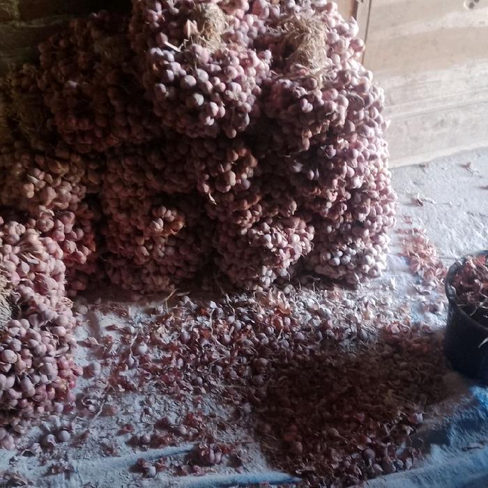 benih bibit bawang merah unggul varietas tajuk tailan nganjuk