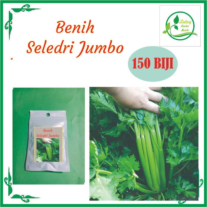 BENIH SELEDRI JUMBO ISI 150 BIJI