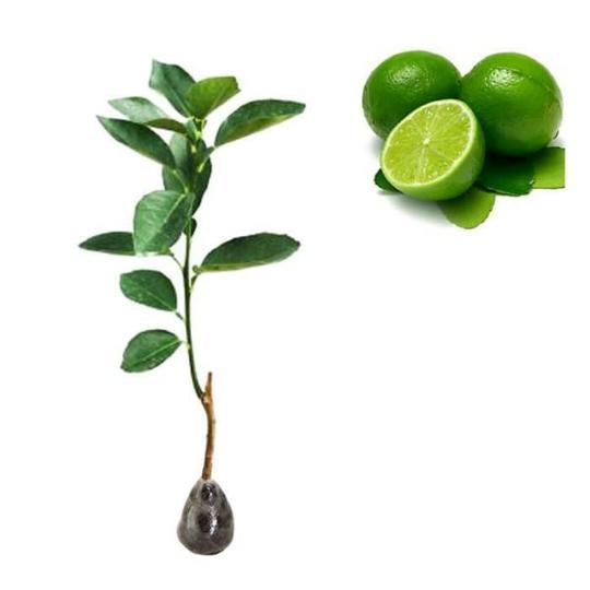 Bibit jeruk nipis/pohon jeruk nipis