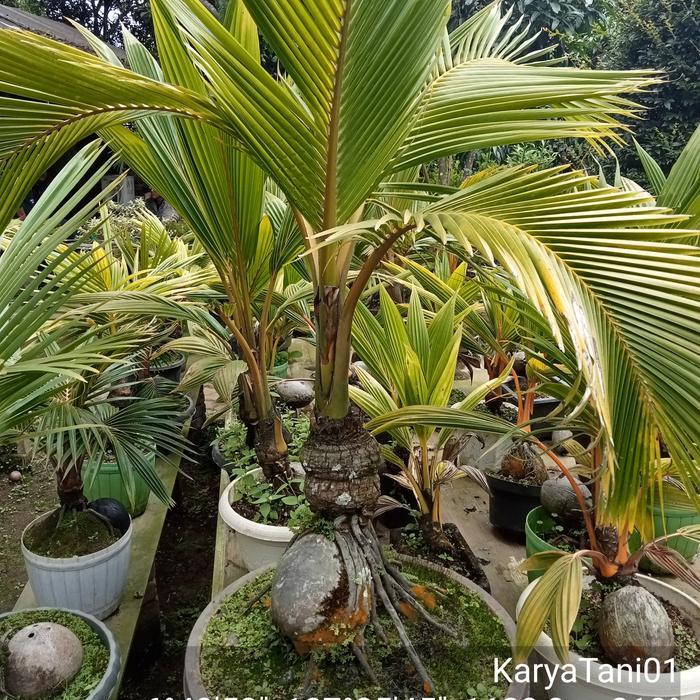 pohon bonsai kelapa tanaman