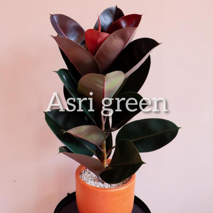 Karet kebo Ruby - Tanaman hias Karet kebo - Ficus elastica