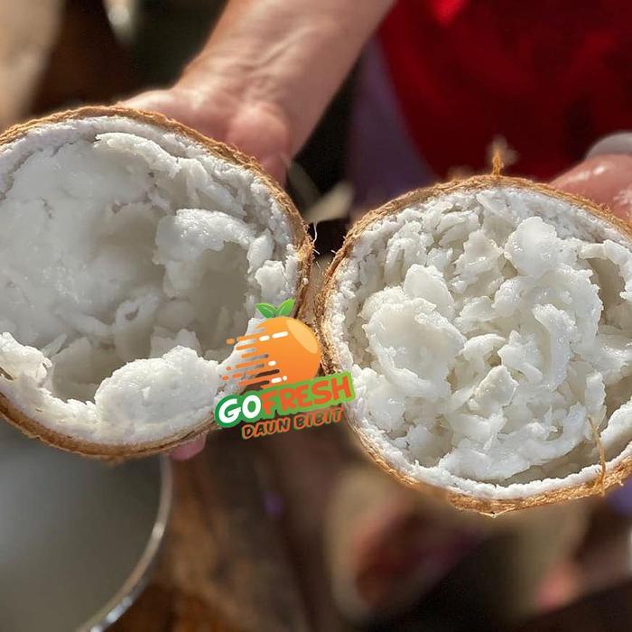 Bibit Kelapa Kopyor Genjah Pati Asli 100%