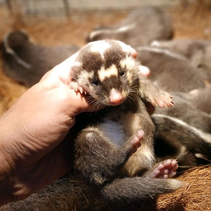 musang biul baby