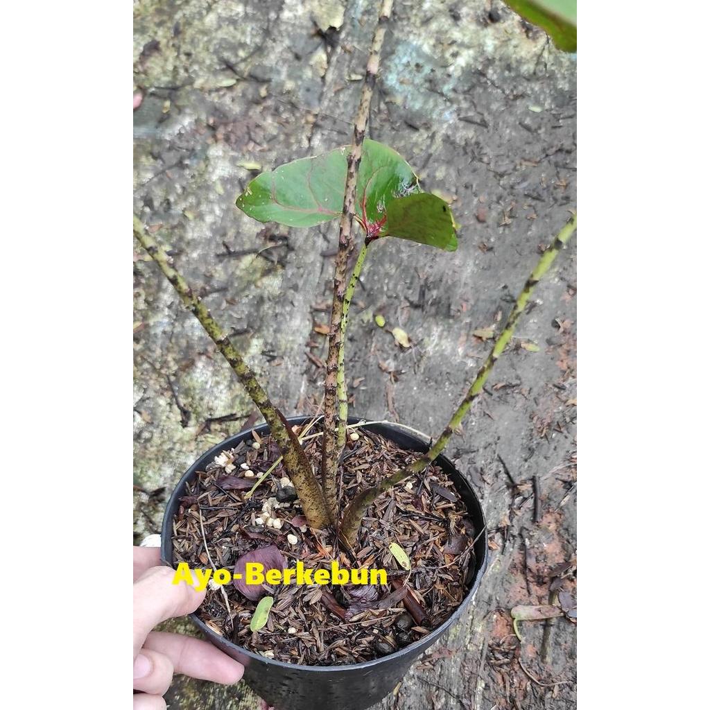 Alocasia Cyrtosperma Johnstonii / Alokasia Blackjack / Black Jack