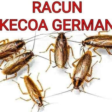 obat kecoa jerman di apartemen dijamin mati semua asli