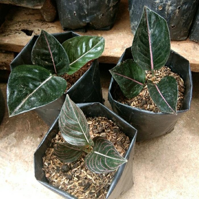 aglonema rotundum aceh-pohon rotundum aceh