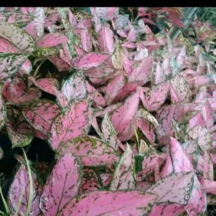 tanaman hias aglonema lady Valentine - aglaonema lady Valentine -