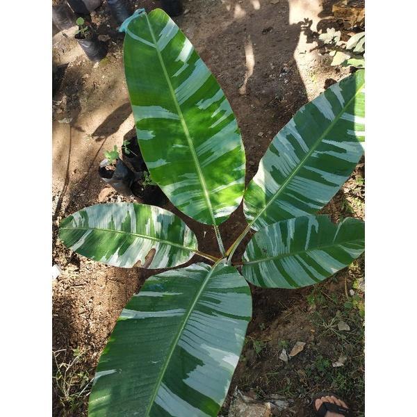 Pisang Varigata Florida