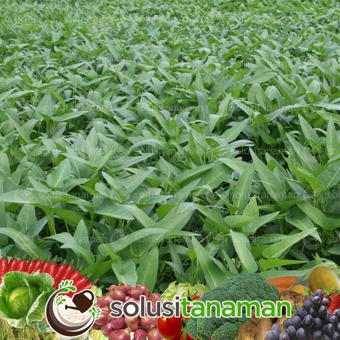 Benih Sayuran Kangkung Vario @1Kg- Biji Bibit Sayur Tanaman Hidroponik