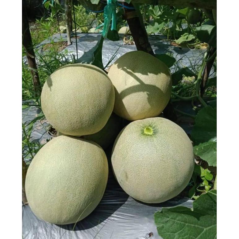 Rabbit_House23 Benih Melon Madurasa F1 50 Seed Asli Cap Youseed Manis Unggul