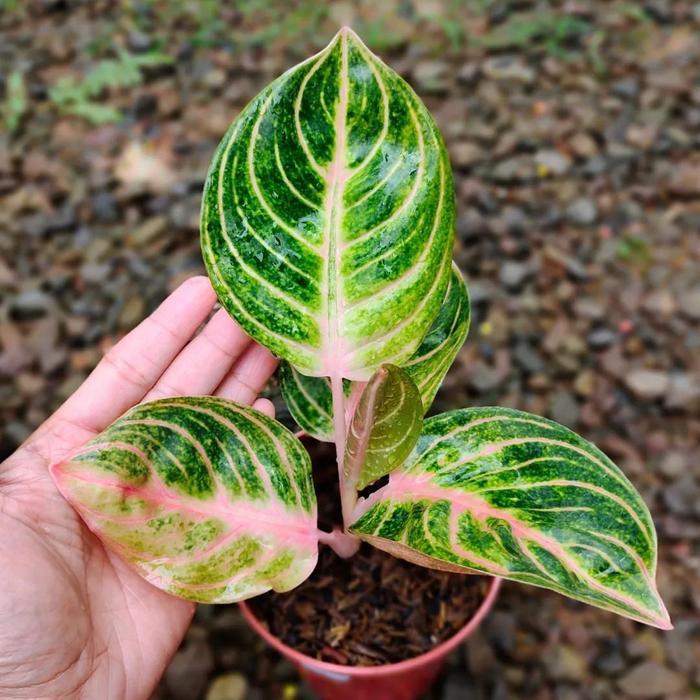 Aglaonema Rinjani