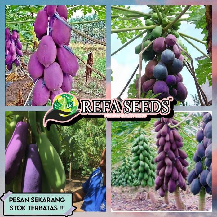 REFA (70 Butir) Bibit Pepaya Ungu Carisya Super F1 Original / Benih Pepaya ungu / Biji pepaya