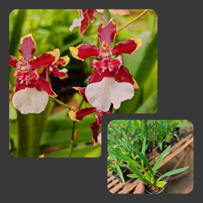 Oncidium dewasa spike Fragrant Medium(wangi)