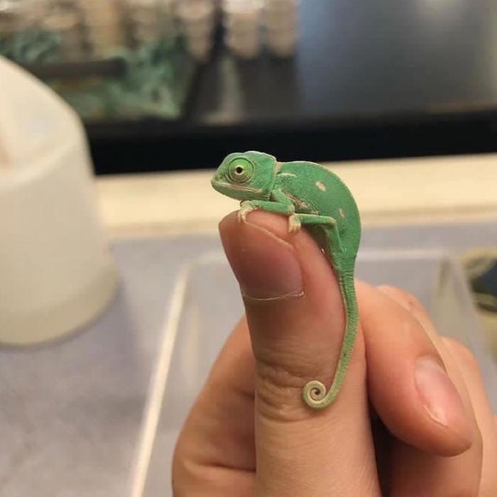 Veiled Chameleon baby (usia 1-2 bulan up)